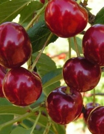   (Prunus cerasus) 1   469