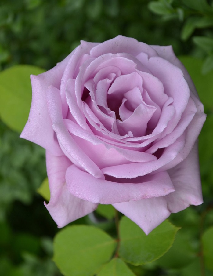 Роза чайно-гибридная Голубой Нил 1 шт  389р