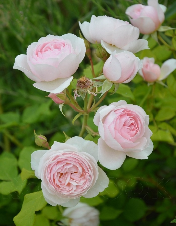 Роза английская Херитейдж 1 шт  469р