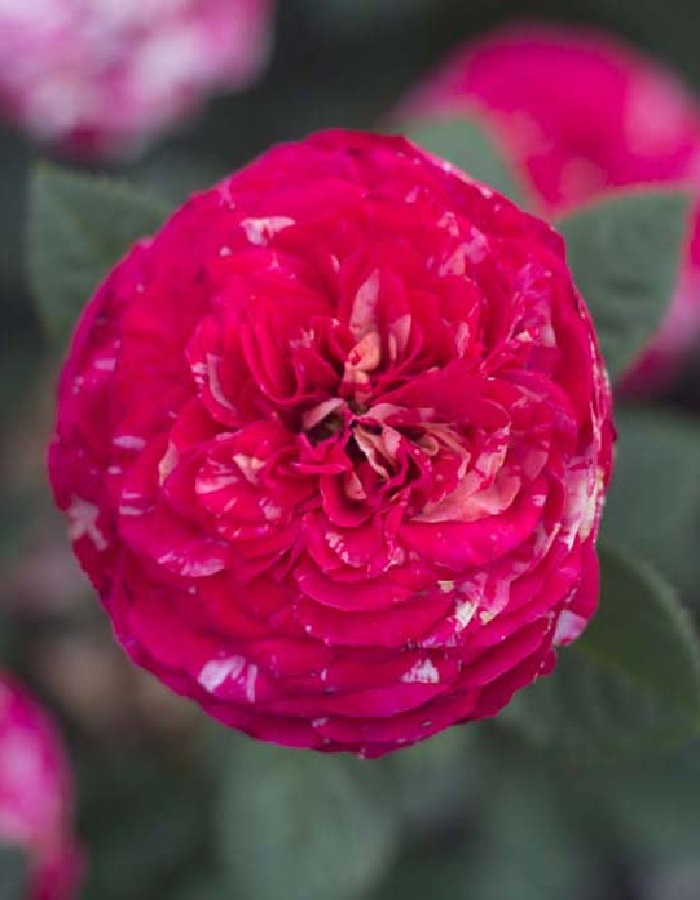 Роза чайно-гибридная Руно Клюссо 1 шт  389р