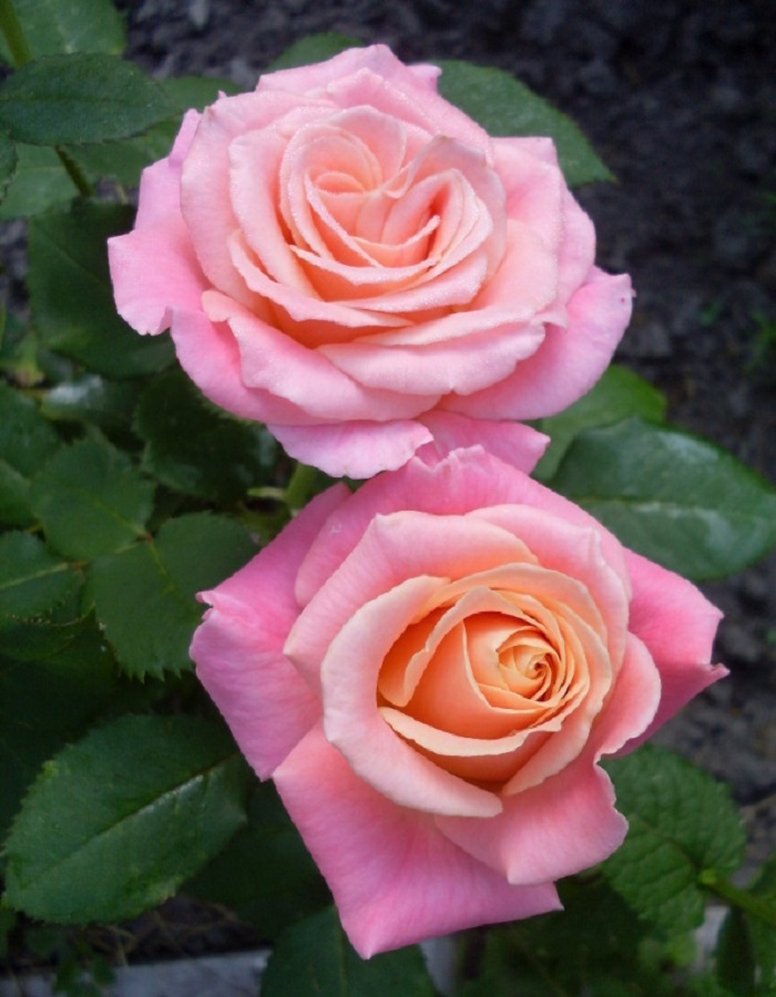 Роза чайно-гибридная Мисс Пигги 1 шт  389р