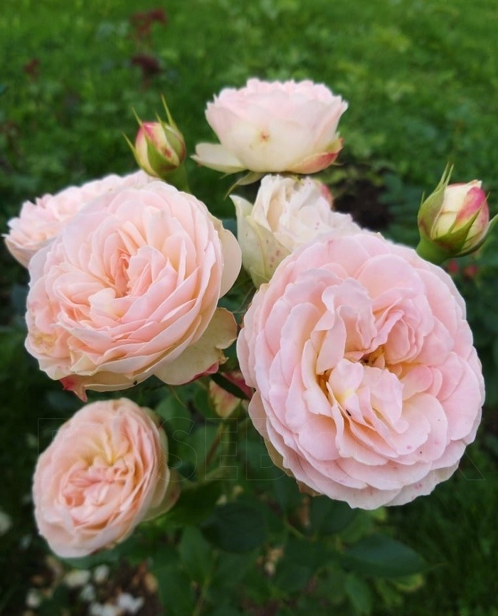 Роза флорибунда Пастелла 1 шт  339р
