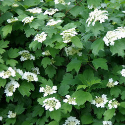   (Viburnum opulus)  459