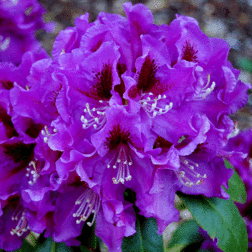 ���� ����������� ��������� ��������, ����, ������ ������ �� 935 ���