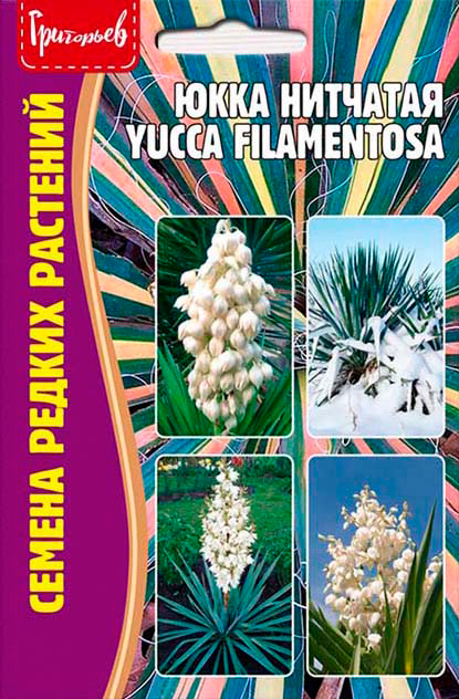     (Yucca filamentosa), 15 .     145