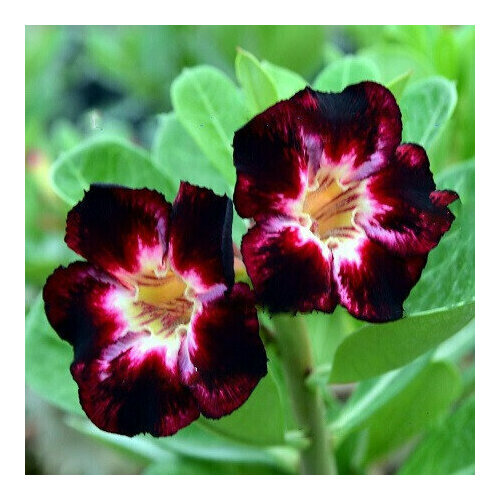 , Adenium Obesum Desert Rose BLACK CLUB, , , ,    394 