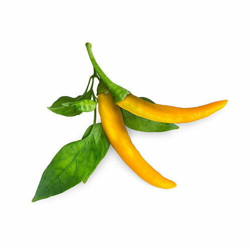 Click And Grow   Click And Grow Yellow Chili Pepper 3 .    Click And Grow    2387