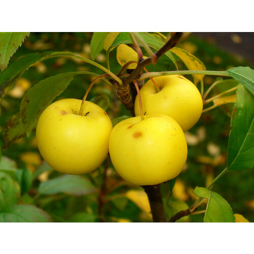   (. Malus sylvestris)  30 380