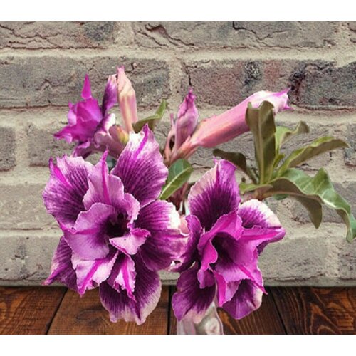 ������� Wild Purple, ������, �����, ����, ������ ������ �� 394 ���