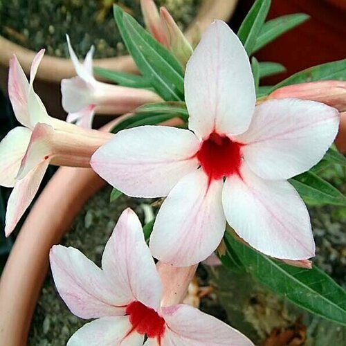 , Adenium Obesum Desert Rose CANARY BIRD, ,  394