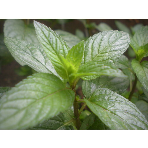   (. Mentha piperita)  150 350