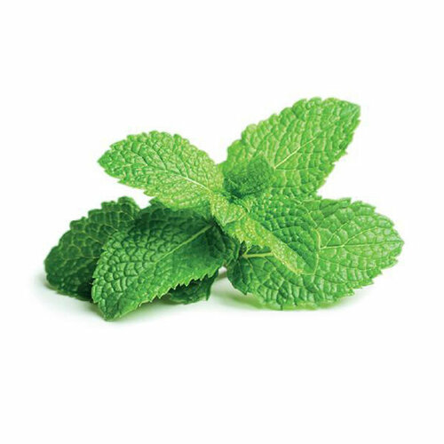 Click And Grow   Click And Grow Peppermint 3 .    Click And Grow  2209
