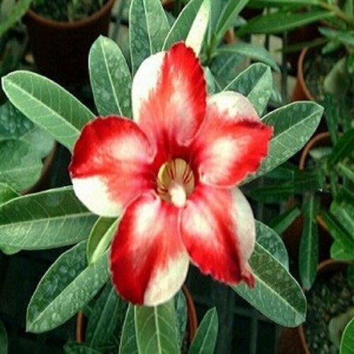 , Adenium Obesum Desert Rose Star of Silver Wings, ,  394