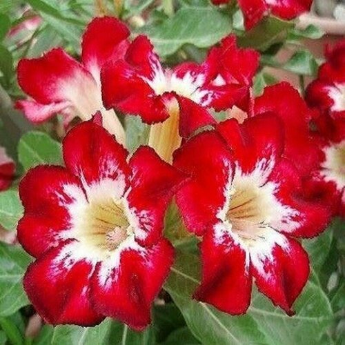 , Adenium Obesum Desert Rose FLAME OF LOVE, ,  394