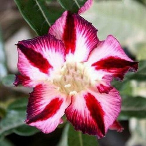 , Adenium Obesum Desert Rose FABULOUS, ,  394