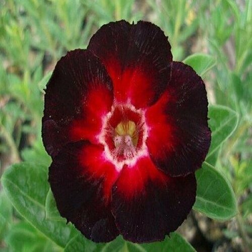 , Adenium Obesum Desert Rose Star of Black Night, ,  394