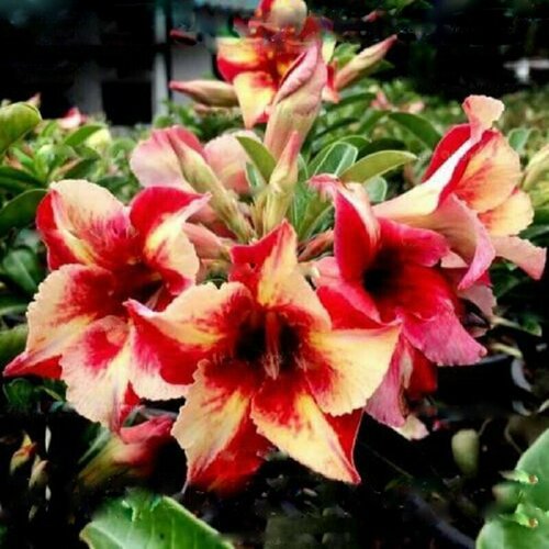 , Adenium Obesum Desert Rose KING FRAGRANT STAR, ,  394