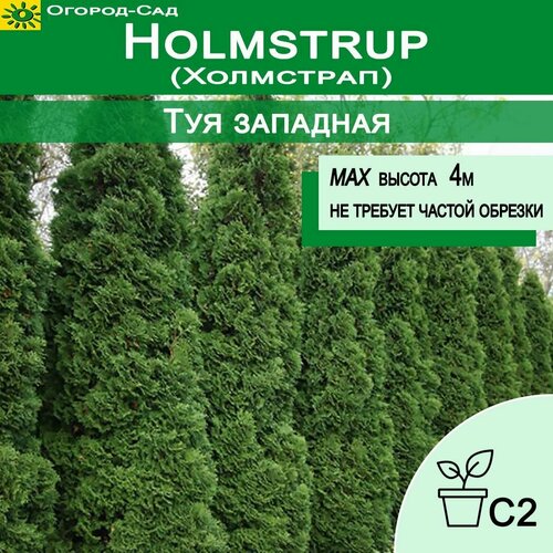    (Thuja occidentalis Holmstrup), ,    1290 