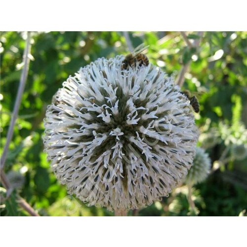  (Echinops sphaerocephalus) 250