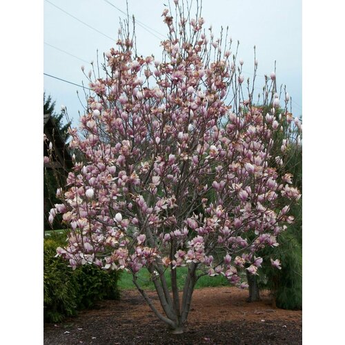    (Magnolia soulangeana), 5  423