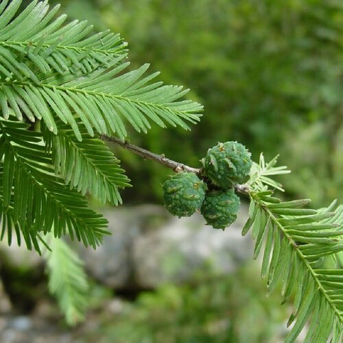    , Taxodium mucronatum 20 . 350