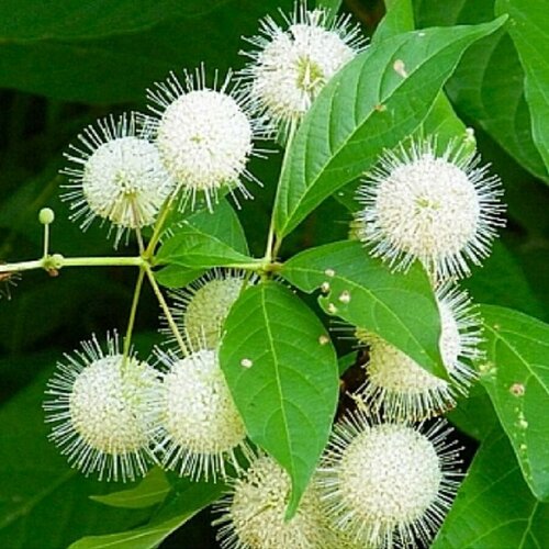    , Cephalanthus occidentalis,   20 . 300