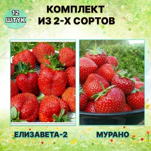����� �������� �������� ���������-2/������ (12 ����), ����, ������ ������ �� 1200 ���