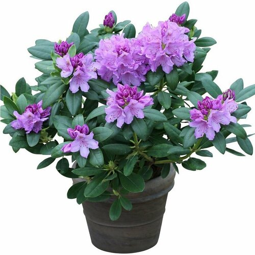 ,   (Rhododendron catawbiense)  461