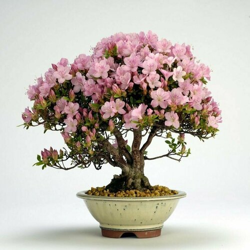 ,   (Rhododendron SCHLIPPENBACHII), , ,    446 