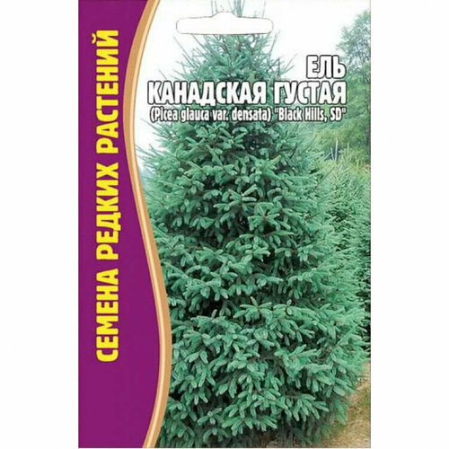     (Picea glauca var.densata) 