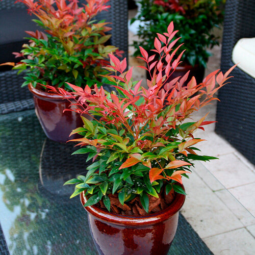      (Nandina domestica), 15  +  339