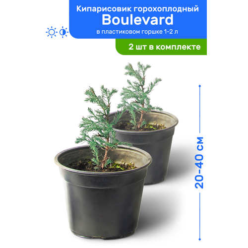   Boulevard () 20-40     2-3 , ,   ,   2  3006