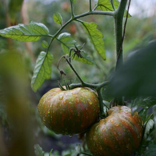    (. Solanum lycopersicum) 10 338