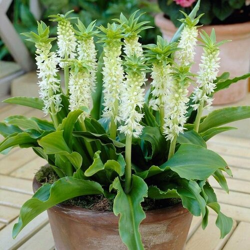   (Eucomis ZAMBESIACA), , ,    524 