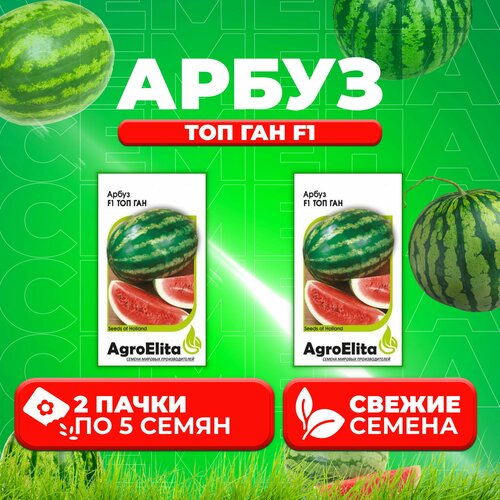    F1, 5, AgroElita (2 ) 440