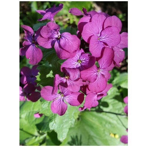     Purple (Lunaria annua), 20  360