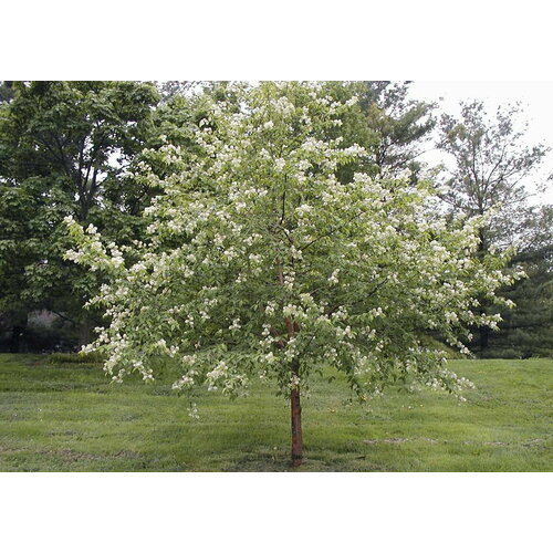   (. Prunus maackii)  15 590