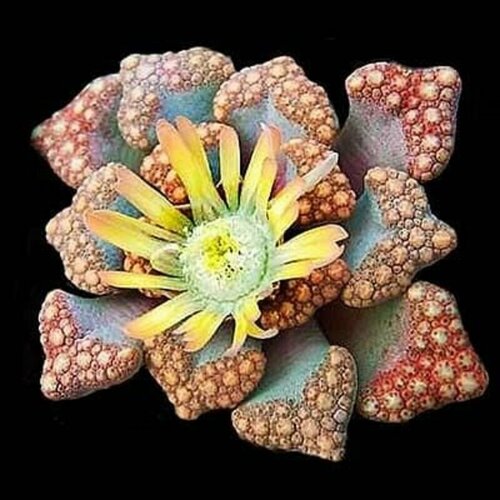   - (Titanopsis HUGO-SCHLECHTERI),  426