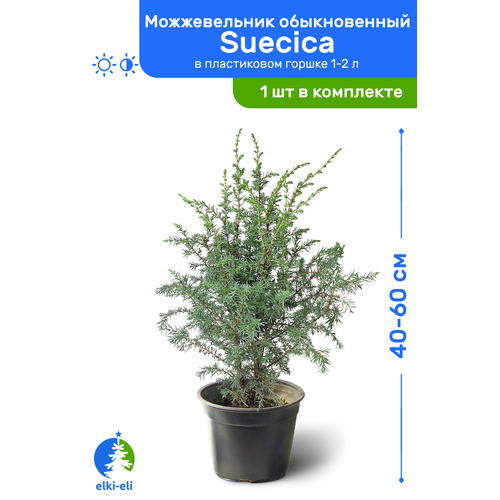   Suecica () 40-60     1-2 , ,    2875