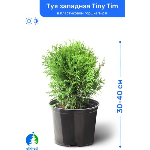   Tiny Tim ( ) 30-40     1-2 , ,   , ,    2945 