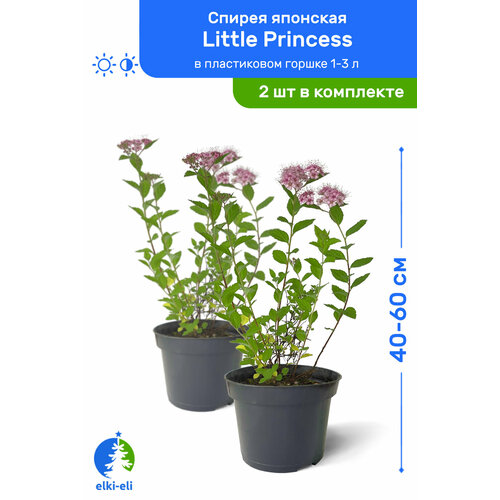   Little Princess ( ) 40-60     1-3 , ,   ,   2  2990
