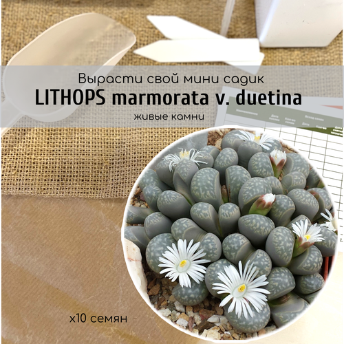   Lithops marmorata v. duetina    .  -      345