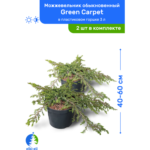   Green Carpet ( ) 40-60     3 , ,   ,   2  5100