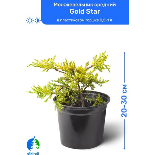   Gold Star ( ) 20-30     0,5-1 , ,   , ,    1295 