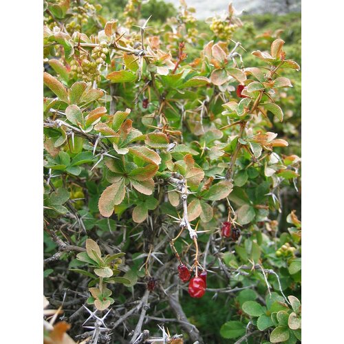   (. Berberis kaschgarica)  20, ,    355 