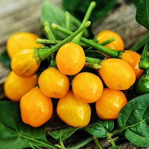 ����� aji charapita (���. Capsicum �hinense) ������ 5��, ����, ������ ������ �� 350 ���