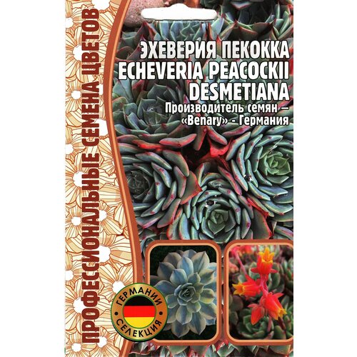  Echeveria peacockii desmetiana ,  ( 1 : 5  ) 240