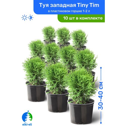  Tiny Tim ( ) 30-40     1-2 , ,   ,   10 , ,    25450 
