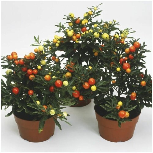   (Solanum capsicastrum) 4 . 470
