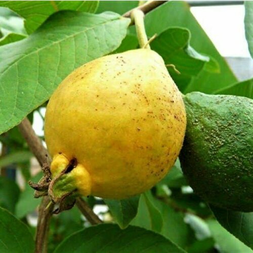    (, , psidium guajava) 30 . 230